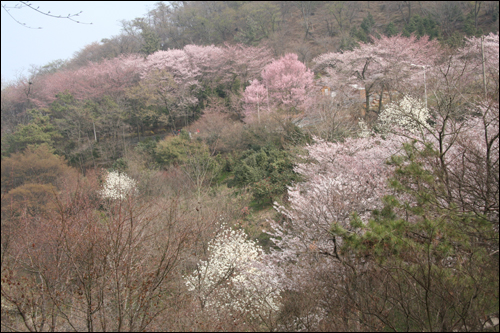 날마다 공원에 가서 꽃이 언제 피겠나 벚꽃나무를 '조사'했다. 